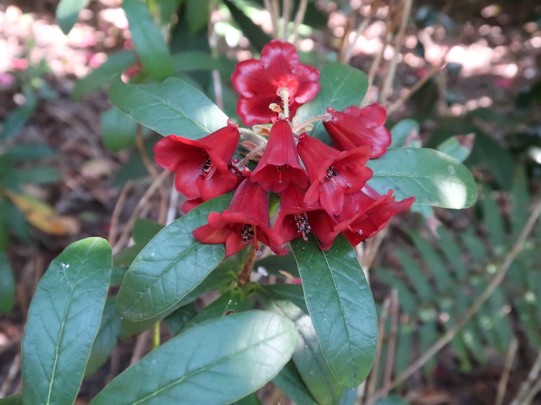 R. sanguineum ssp. sanguineum var. haemaleum